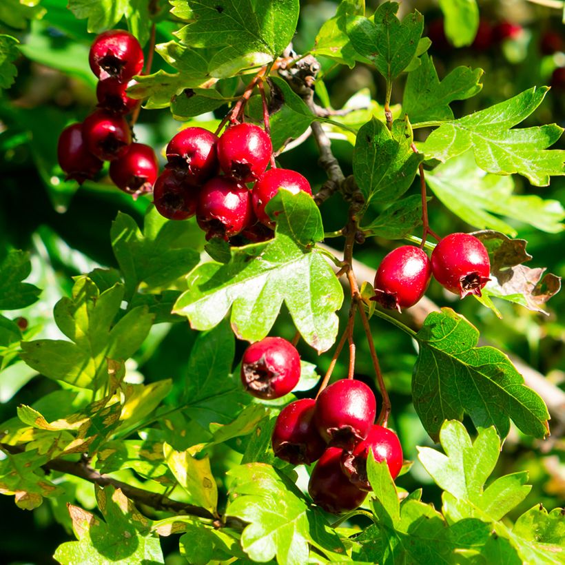 Crataegus laevigata - Hawthorn (Harvest)