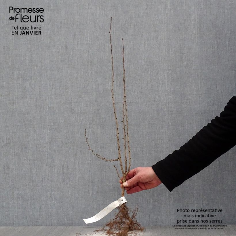 Crataegus laevigata - Hawthorn Bare root sample as delivered in winter