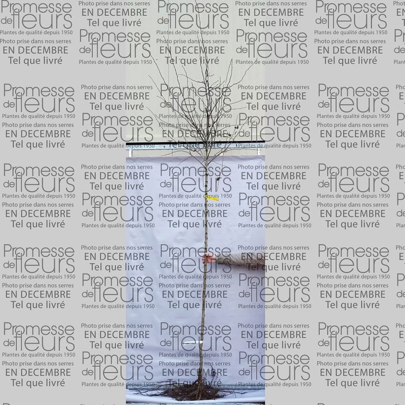 Example of Crataegus laevigata Pauls Scarlet - Hawthorn Bare root specimen as delivered