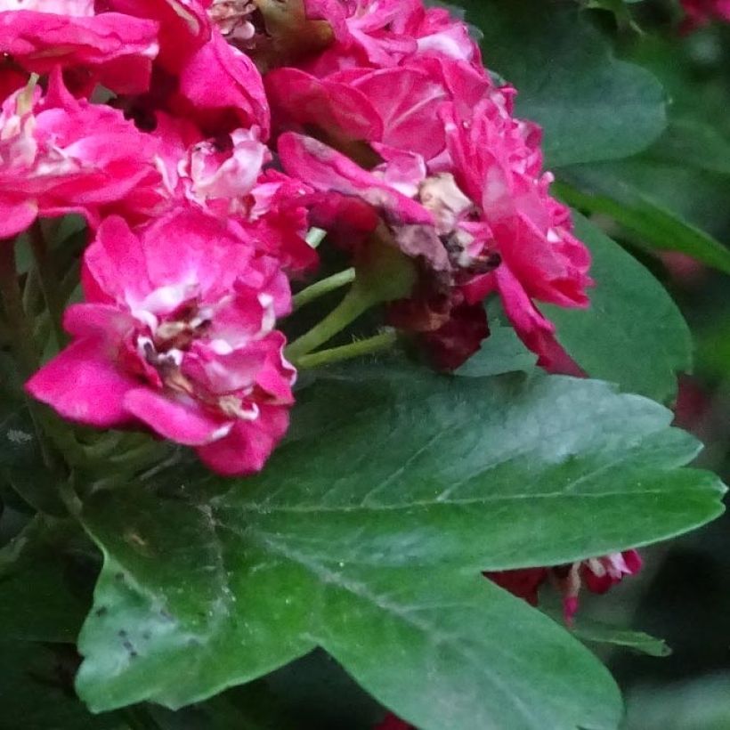 Crataegus laevigata Rosea Flore Pleno - Hawthorn (Foliage)