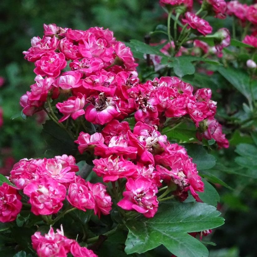 Crataegus laevigata Rosea Flore Pleno - Hawthorn (Flowering)