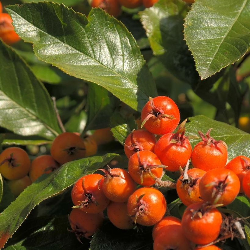 Crataegus lavallei Carrierei - Hawthorn (Foliage)