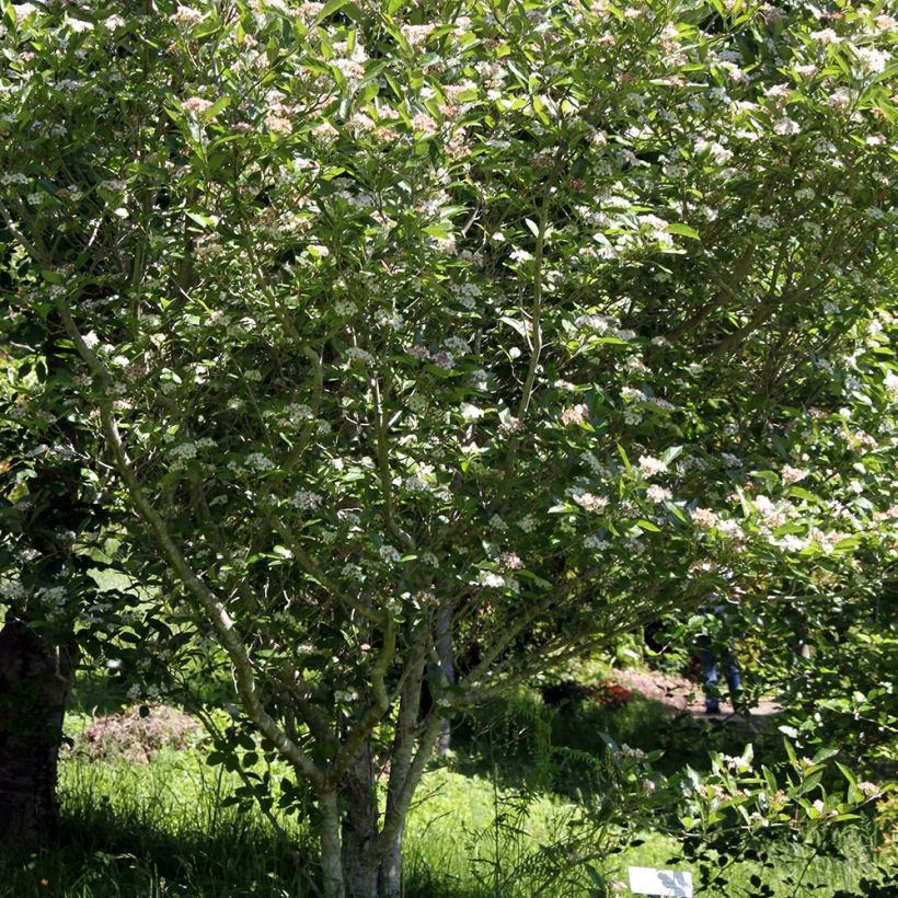 Crataegus lavallei Carrierei - Hawthorn (Plant habit)