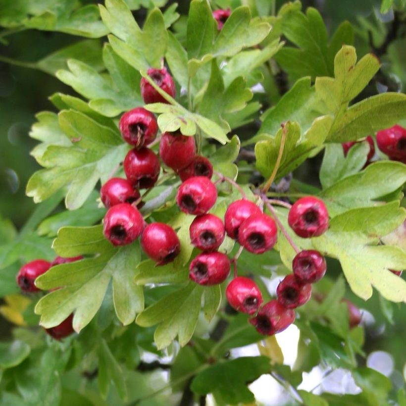 Crataegus monogyna Stricta - Hawthorn (Foliage)