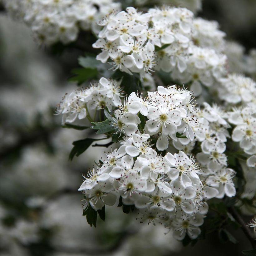 Crataegus monogyna Stricta - Hawthorn (Flowering)