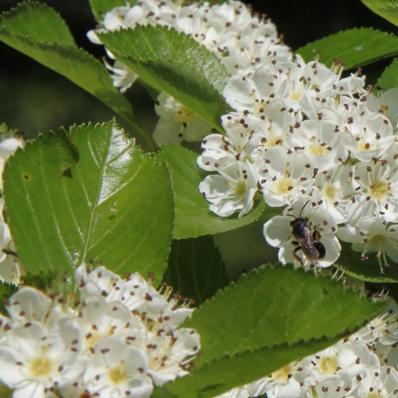 Crataegus prunifolia Splendens - Hawthorn (Foliage)