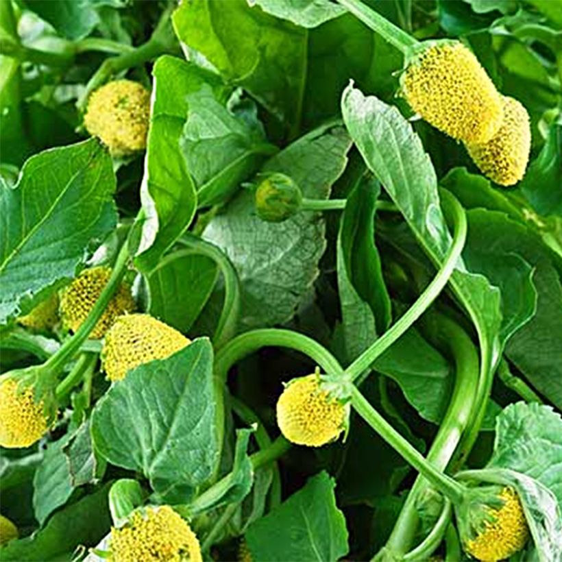 Para Cress yellow - Bredy Mafana - Spilanthes oleracea (Harvest)