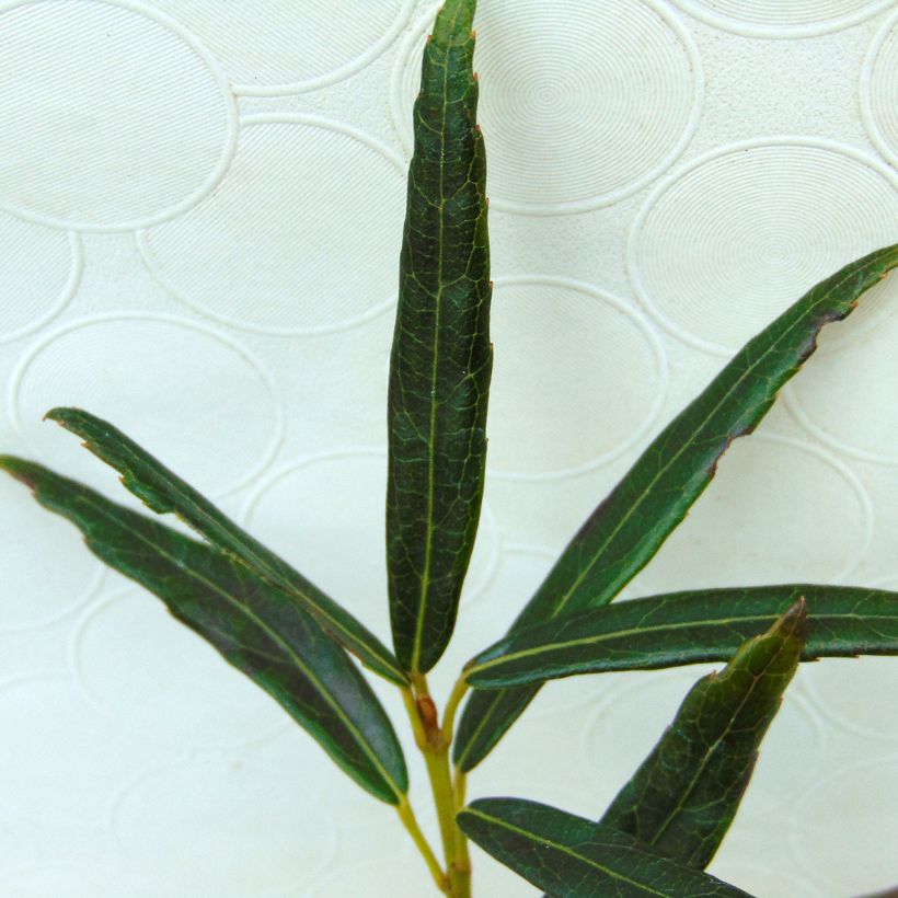 Crinodendron hookerianum Ada Hoffman (Foliage)