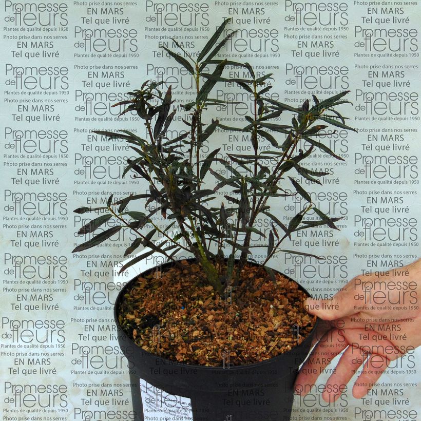 Example of Crinodendron hookerianum Ada Hoffman specimen as delivered