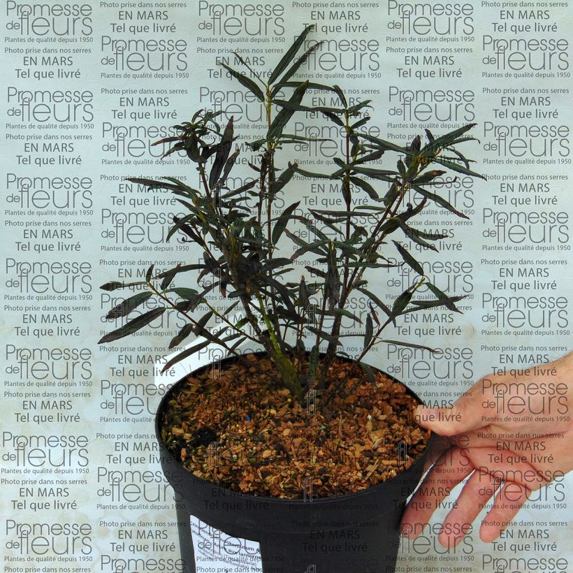 Example of Crinodendron hookerianum Ada Hoffman 4L/5L pot specimen as delivered