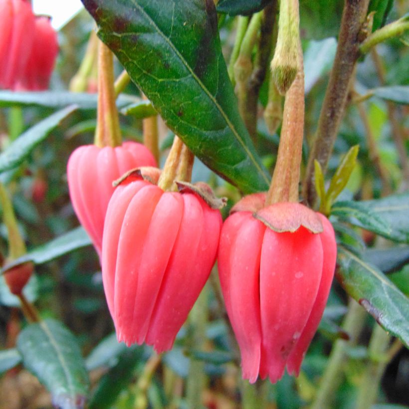 Crinodendron hookerianum (Flowering)