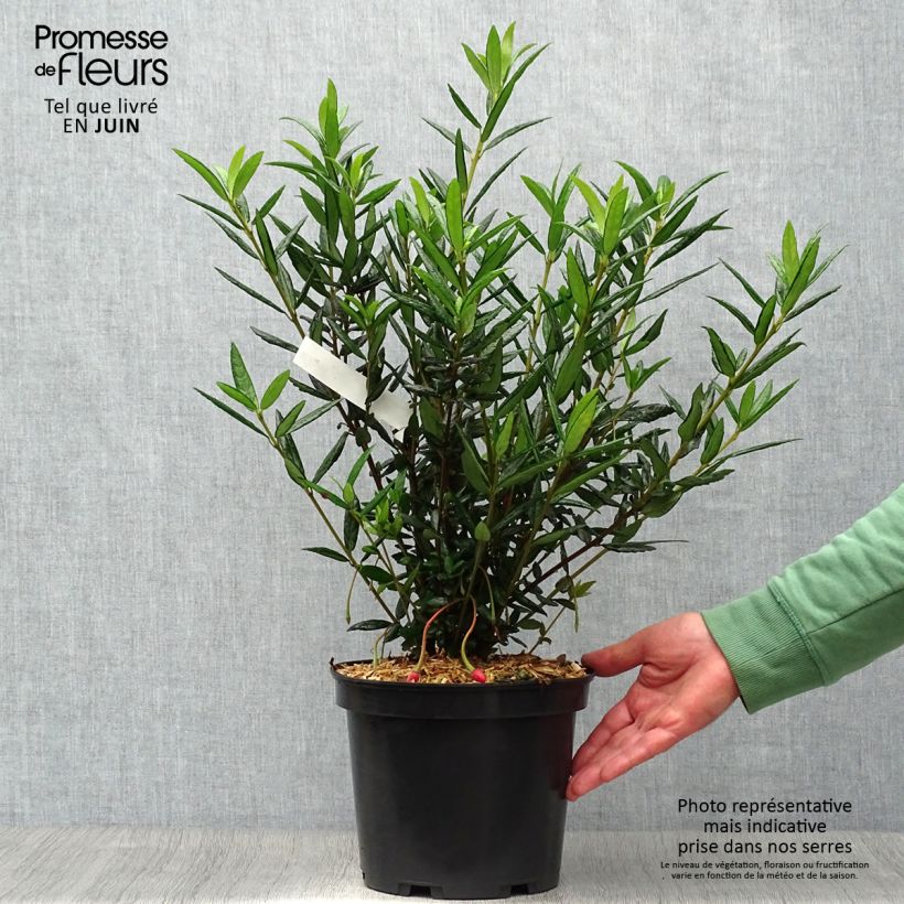 Crinodendron hookerianum 4L/5L pot sample as delivered in summer