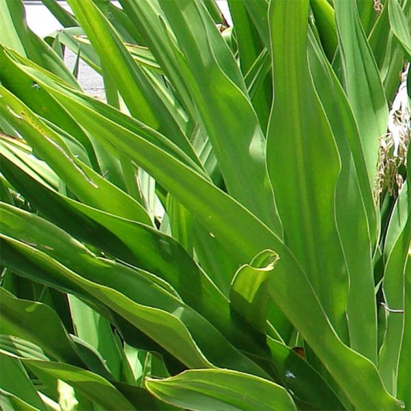 Crinum asiaticum (Foliage)