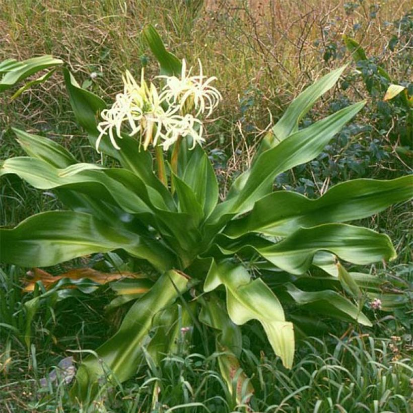 Crinum asiaticum (Plant habit)