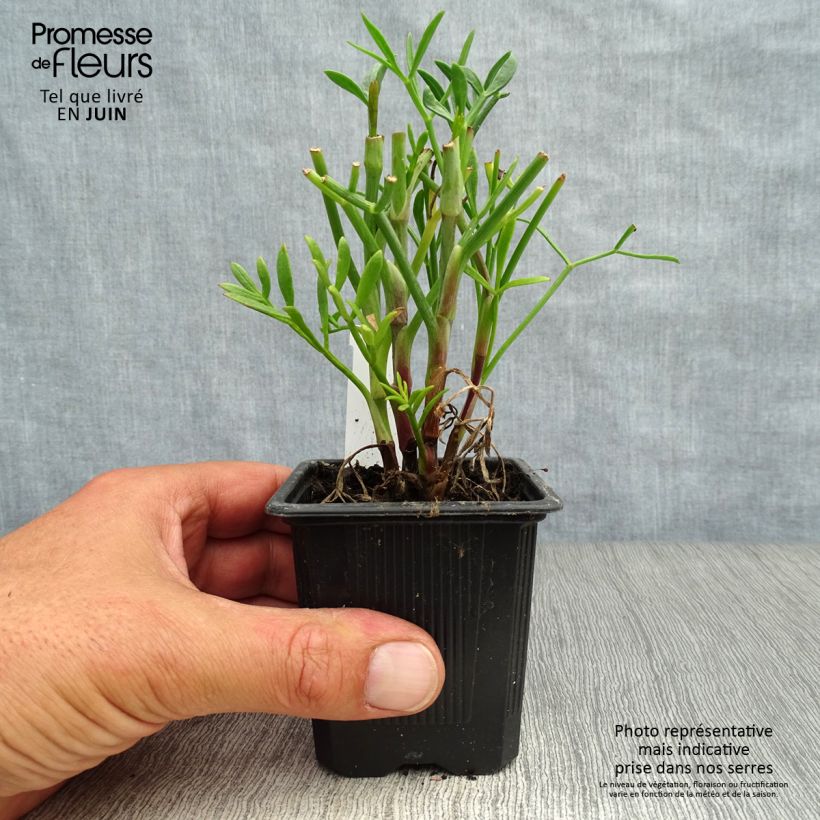 Crithmum maritimum 8/9 cm pot sample as delivered in summer