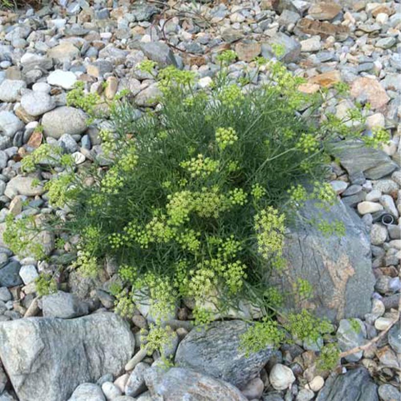 Crithmum maritimum (Plant habit)