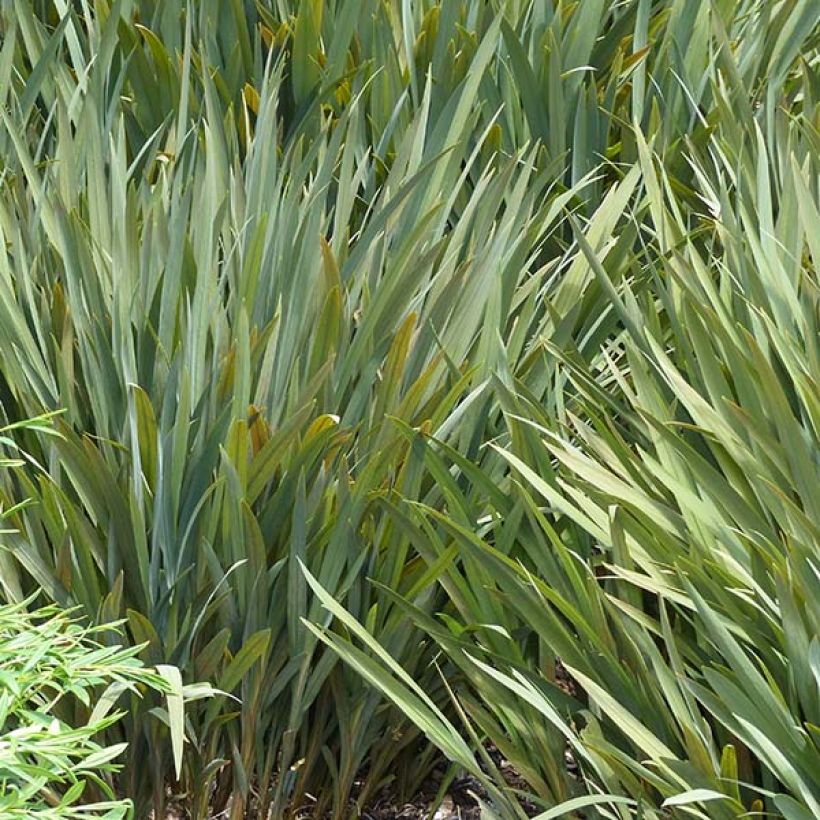 Crocosmia Babylon - Montbretia (Foliage)