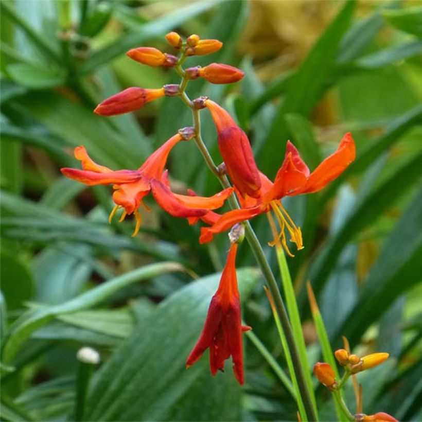 Crocosmia Babylon - Montbretia (Flowering)