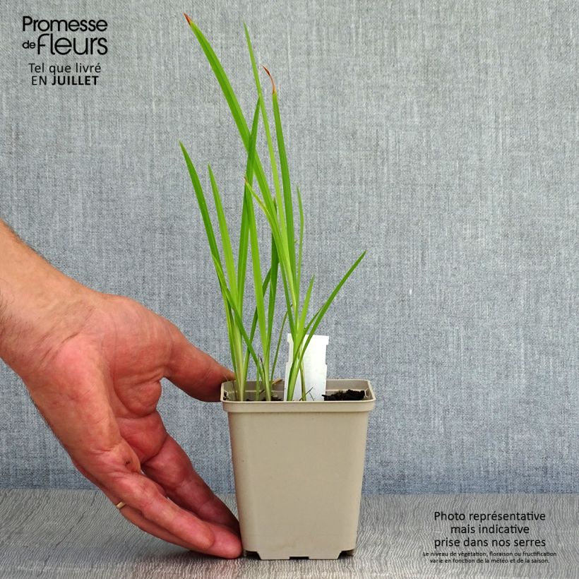 Crocosmia Babylon - Montbretia 7/8 cm pot sample as delivered in summer