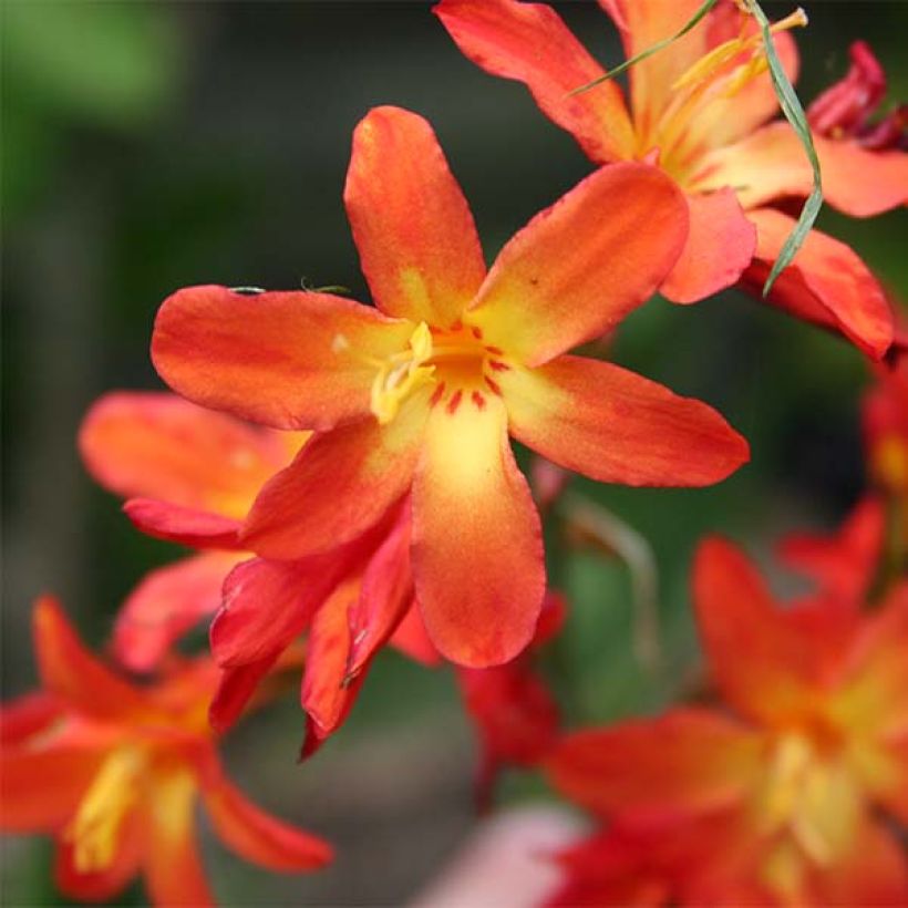 Crocosmia Carmine Brillant - Montbretia (Flowering)