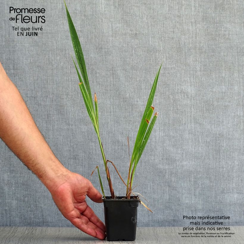 Crocosmia Carmine Brillant - Montbretia 7/8 cm pot sample as delivered in summer