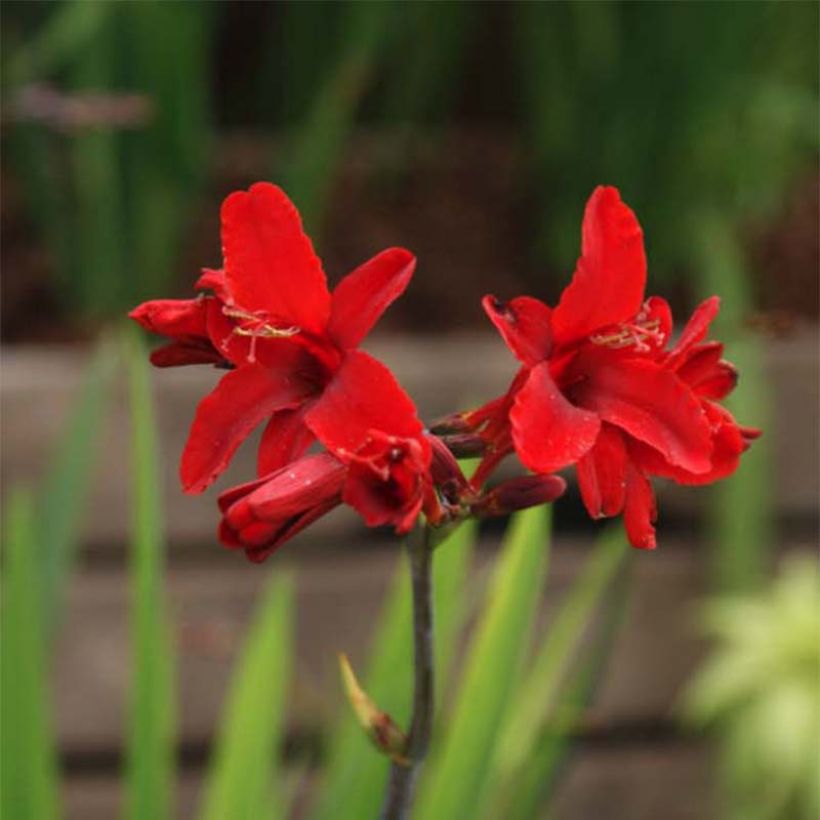 Crocosmia Hellfire - Montbretia (Flowering)