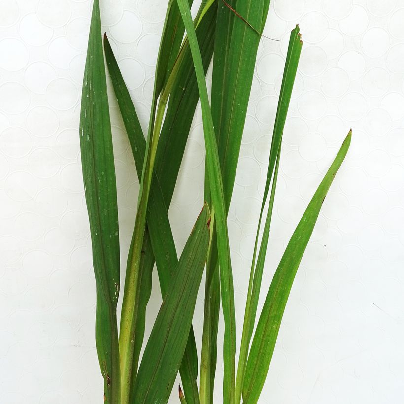 Crocosmia Hellfire - Montbretia (Foliage)