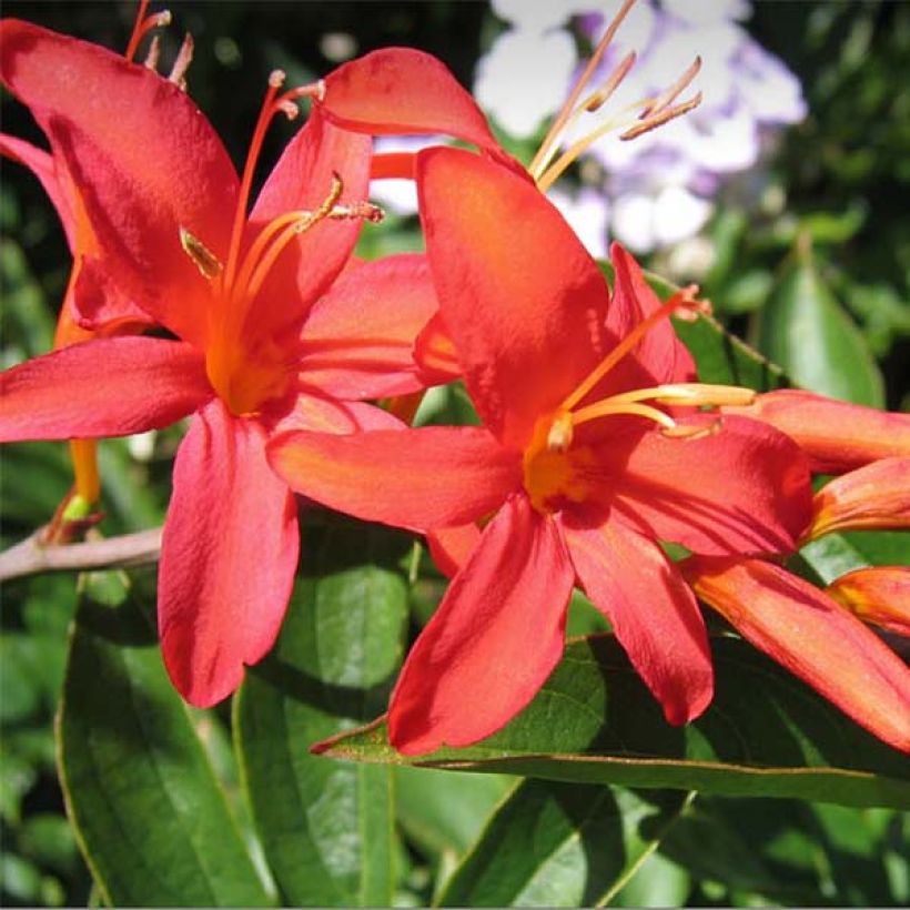 Crocosmia crocosmiiflora Mistral (Flowering)