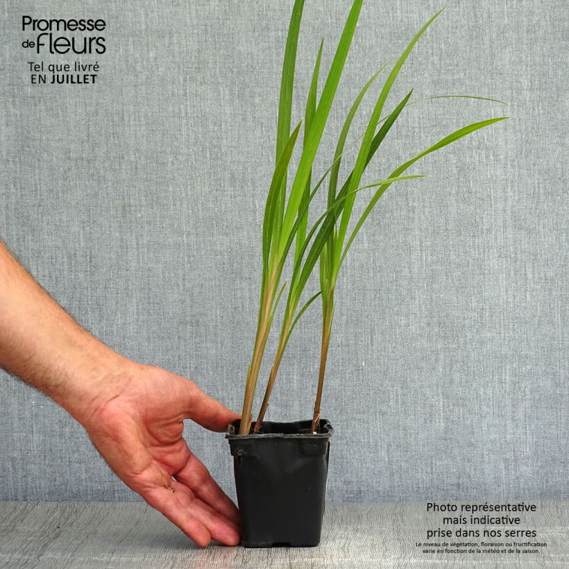 Crocosmia crocosmiiflora Mistral 7/8 cm pot sample as delivered in summer