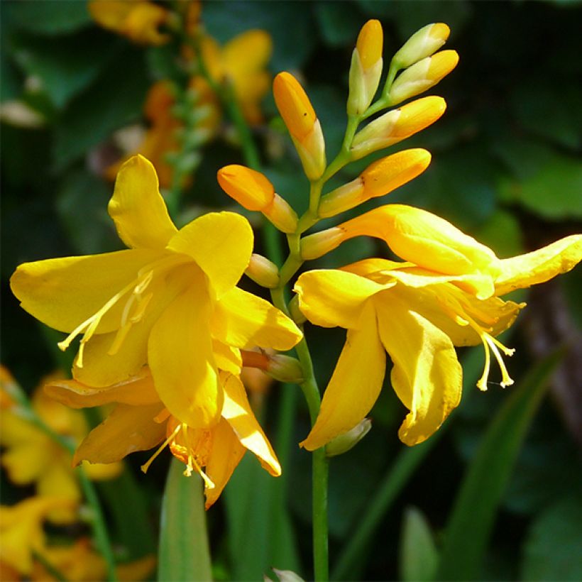 Crocosmia Buttercup - Montbretia (Flowering)