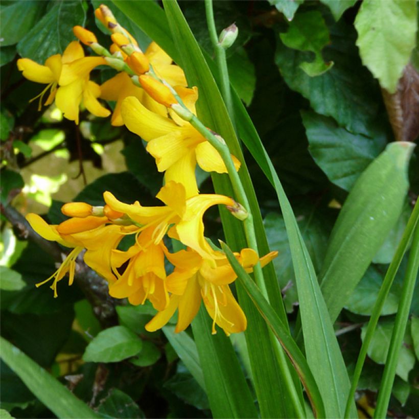 Crocosmia Buttercup - Montbretia (Plant habit)