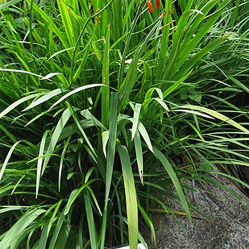 Crocosmia Norwich Canary - Montbretia (Foliage)