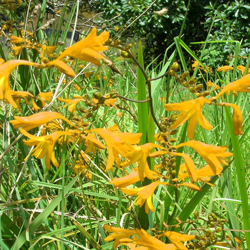 Crocosmia Norwich Canary - Montbretia (Flowering)