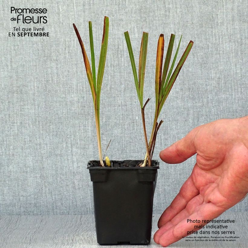 Crocosmia Emily McKenzie - Montbretia 7/8 cm pot sample as delivered in autumn