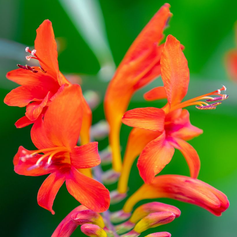 Crocosmia Lucifer - Montbretia (Flowering)