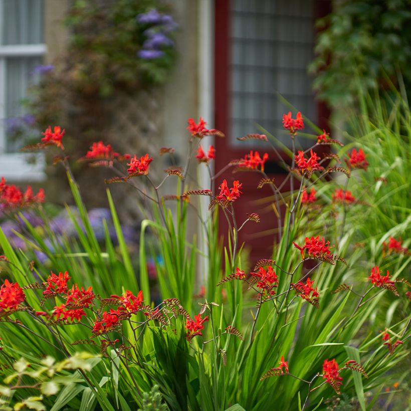 Crocosmia Lucifer - Montbretia (Plant habit)