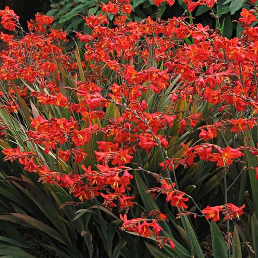 Crocosmia Saracen - Montbretia (Flowering)