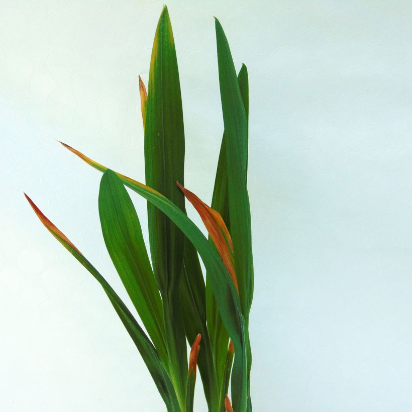 Crocosmia Saracen - Montbretia (Foliage)