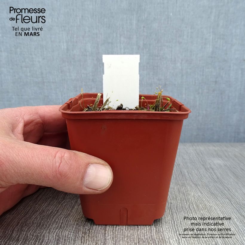 Crocosmia Star of the East - Montbretia 8/9 cm pot sample as delivered in winter