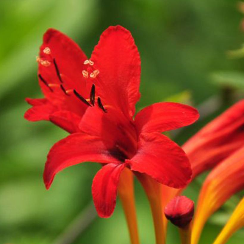 Crocosmia masoniorum - Montbretia (Flowering)