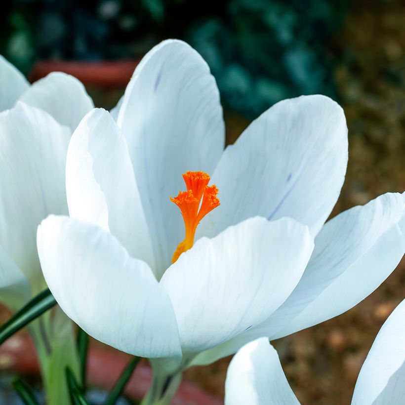 Crocus vernus Jeanne dArc (Flowering)