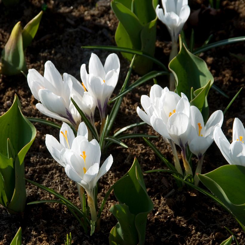 Crocus vernus Jeanne dArc (Plant habit)