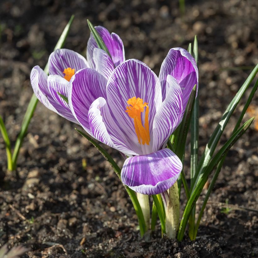 Crocus vernus Pickwick (Flowering)