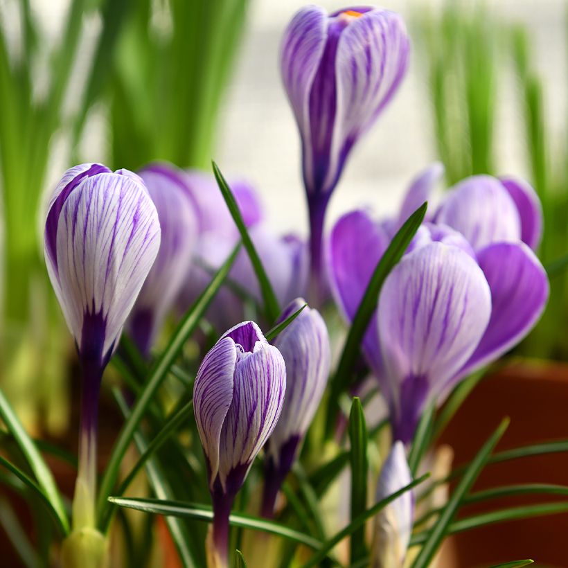 Crocus vernus Pickwick (Plant habit)