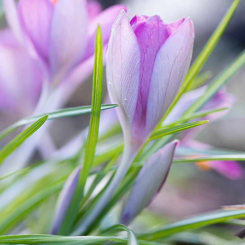 Crocus vernus Whale Shark (Plant habit)