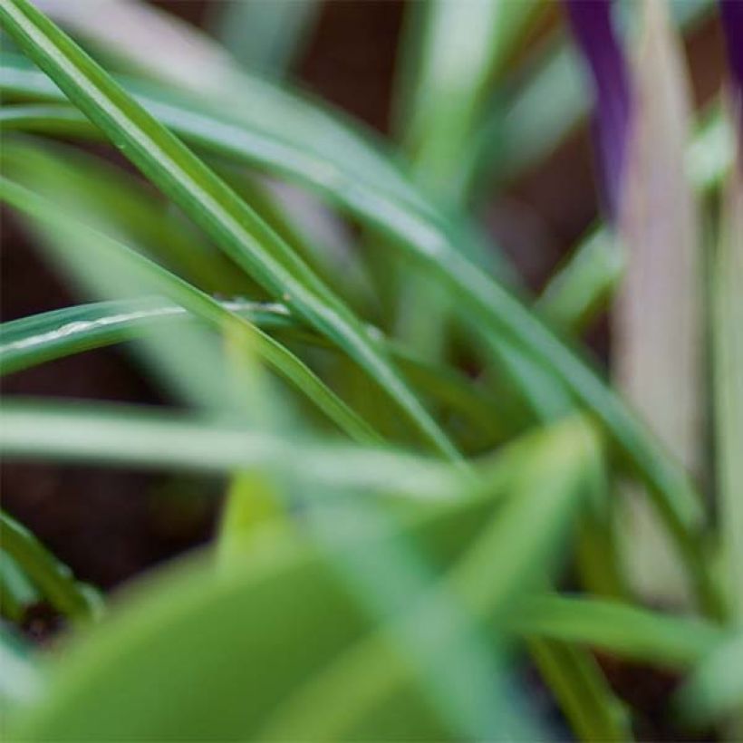 Crocus Yalta (Foliage)