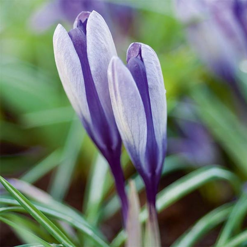 Crocus Yalta (Flowering)