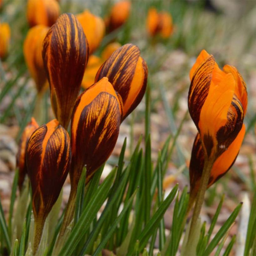 Crocus olivieri subsp. balansae Orange Monarch (Flowering)