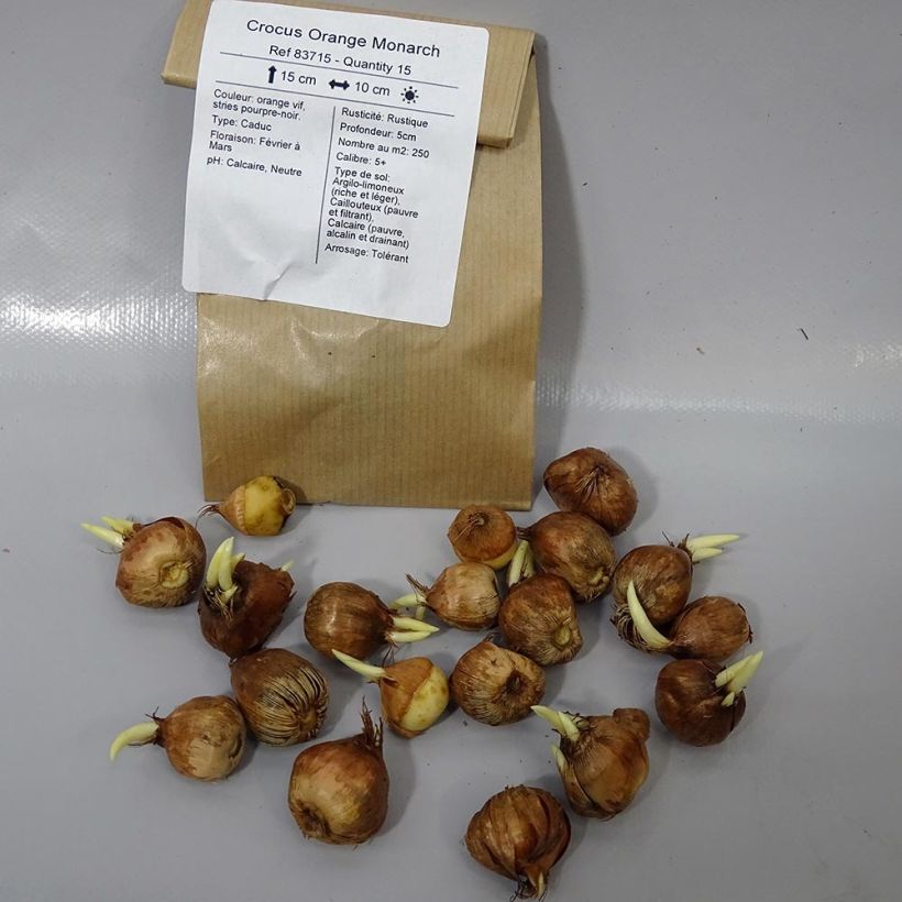 Example of Crocus olivieri subsp. balansae Orange Monarch Bulb size 5+ specimen as delivered
