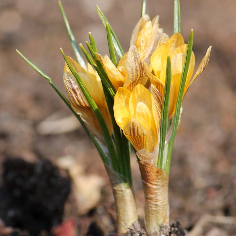 Crocus luteus Stellaris (Plant habit)